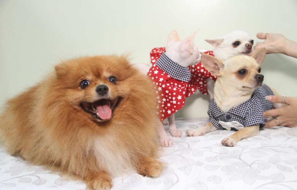 15-anos-clinica-veterinaria-quatro-patas-26-10-2021_0073