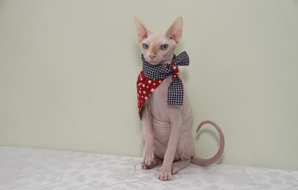 15-anos-clinica-veterinaria-quatro-patas-26-10-2021_0074