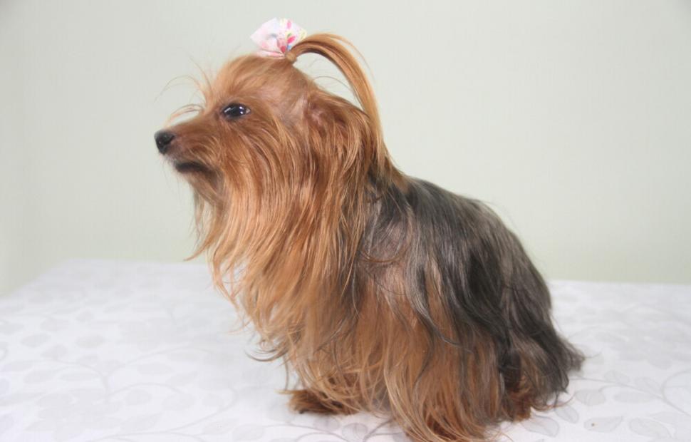 15-anos-clinica-veterinaria-quatro-patas-26-10-2021_0075