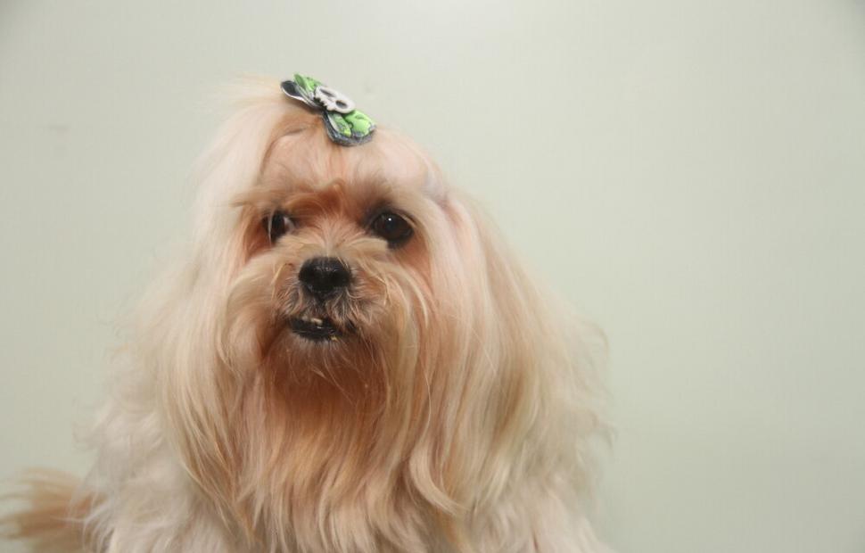 15-anos-clinica-veterinaria-quatro-patas-26-10-2021_0091