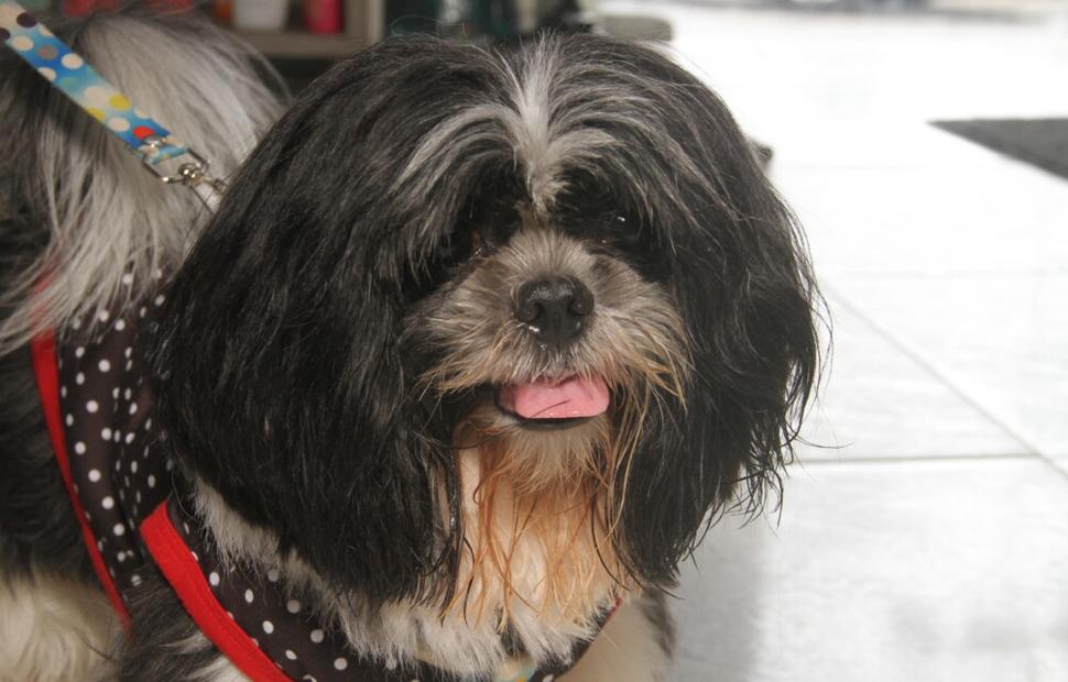 15-anos-clinica-veterinaria-quatro-patas-26-10-2021_0093