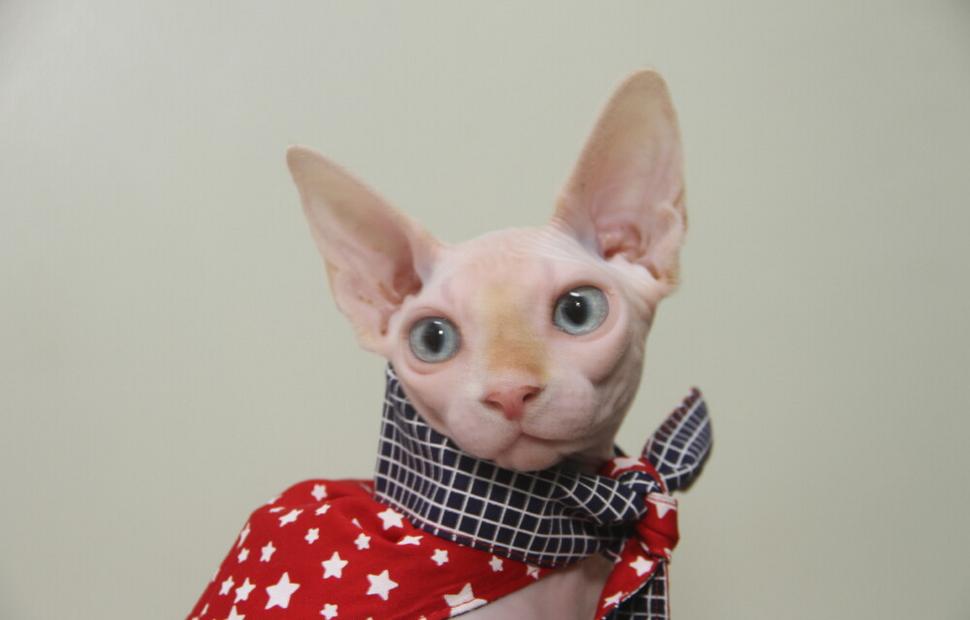 15-anos-clinica-veterinaria-quatro-patas-26-10-2021_0094