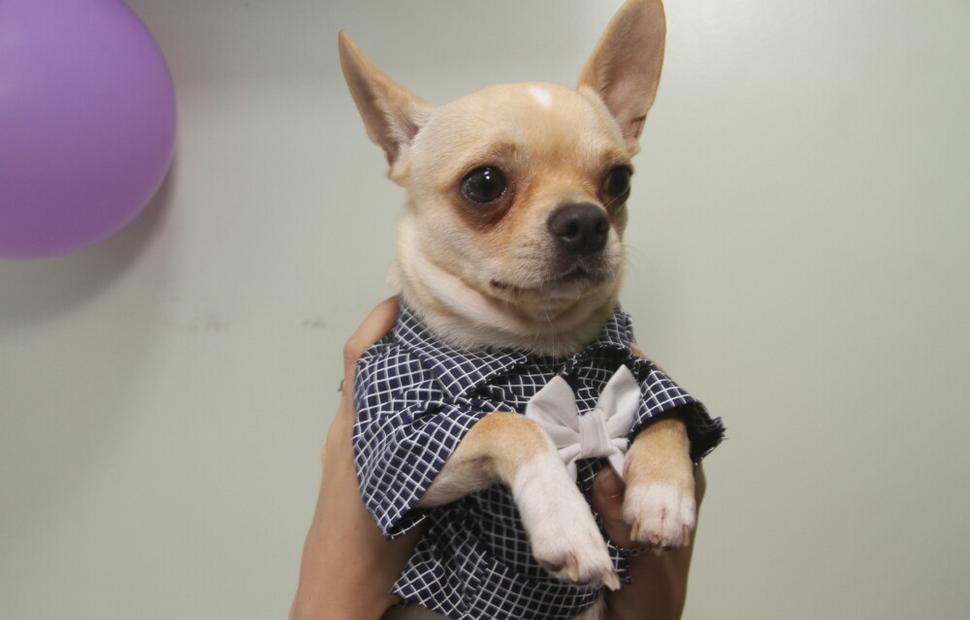 15-anos-clinica-veterinaria-quatro-patas-26-10-2021_0095