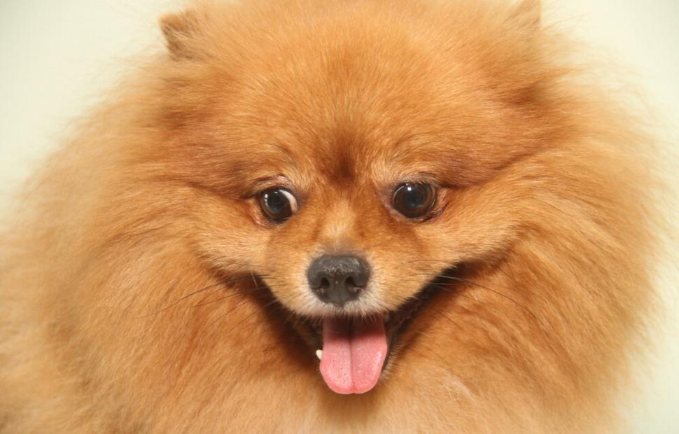 15-anos-clinica-veterinaria-quatro-patas-26-10-2021_0099