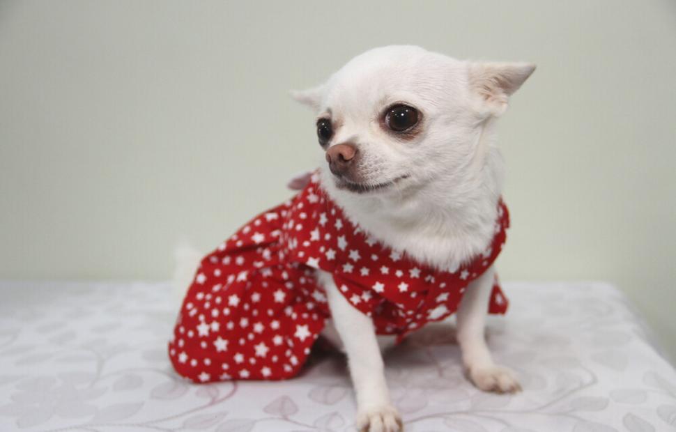 15-anos-clinica-veterinaria-quatro-patas-26-10-2021_0100