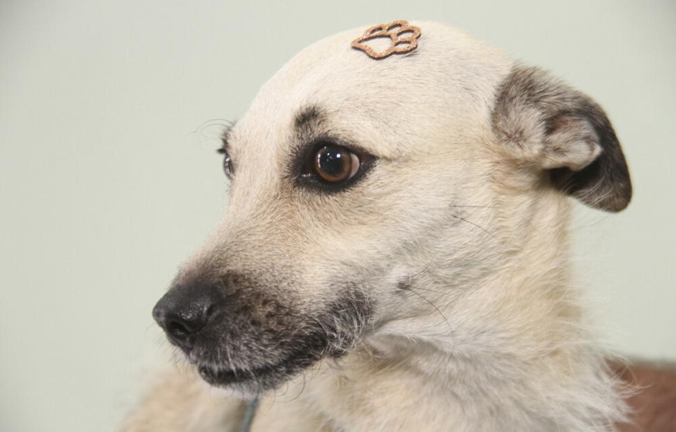 15-anos-clinica-veterinaria-quatro-patas-26-10-2021_0101