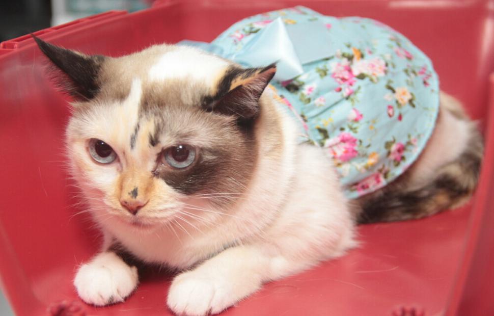 15-anos-clinica-veterinaria-quatro-patas-26-10-2021_0105