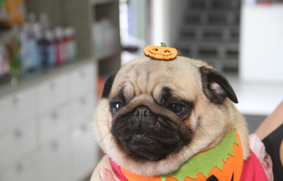 15-anos-clinica-veterinaria-quatro-patas-26-10-2021_0144