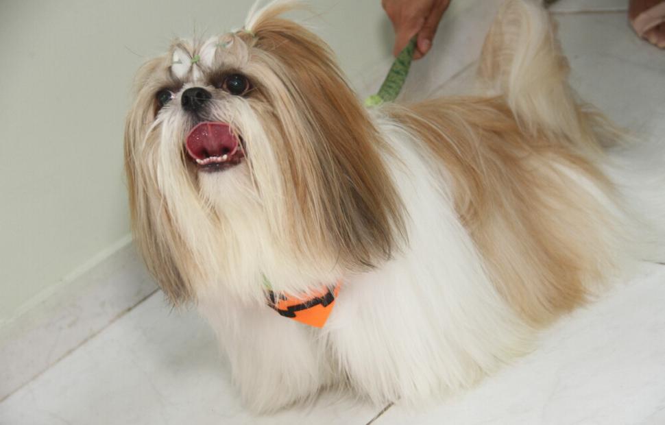 15-anos-clinica-veterinaria-quatro-patas-26-10-2021_0145