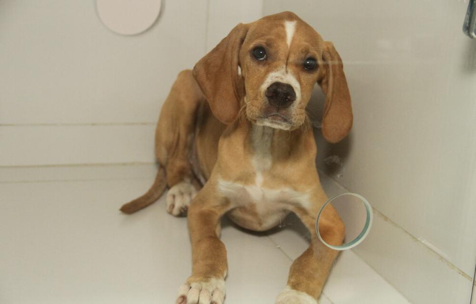 15-anos-clinica-veterinaria-quatro-patas-26-10-2021_0150