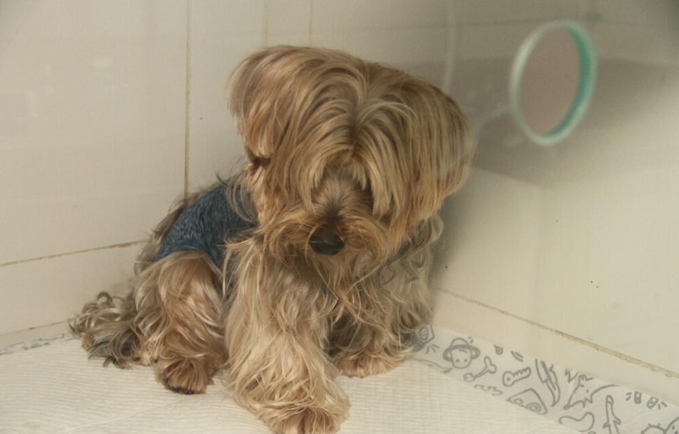 15-anos-clinica-veterinaria-quatro-patas-26-10-2021_0151