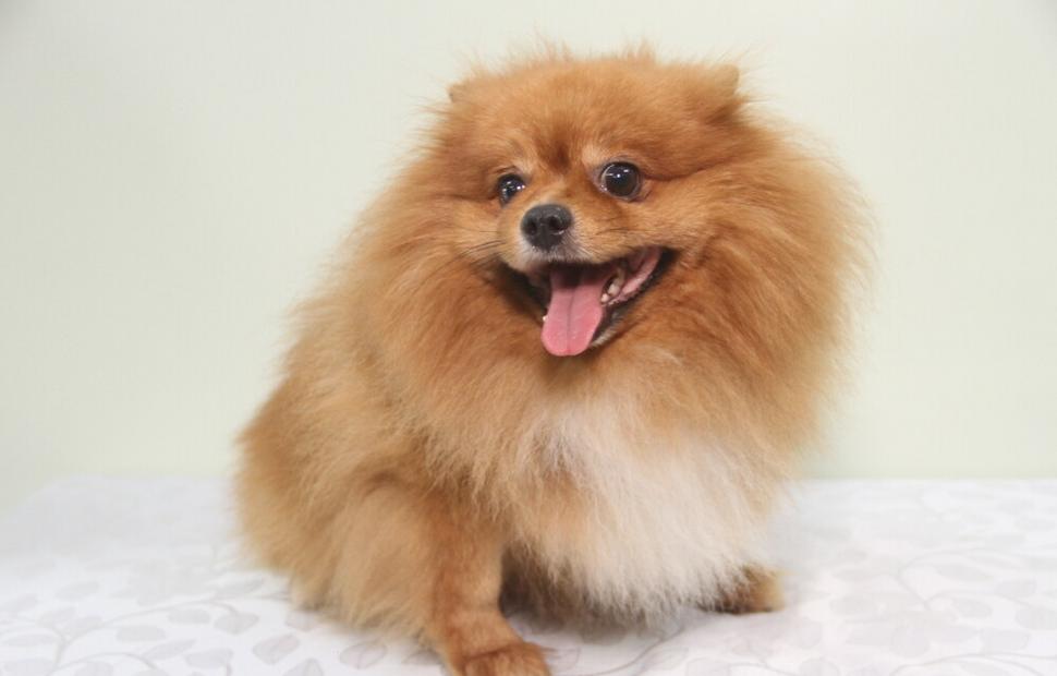 15-anos-clinica-veterinaria-quatro-patas-26-10-2021_0152