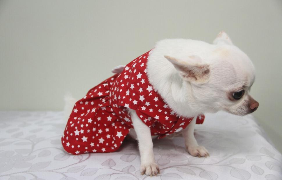 15-anos-clinica-veterinaria-quatro-patas-26-10-2021_0153