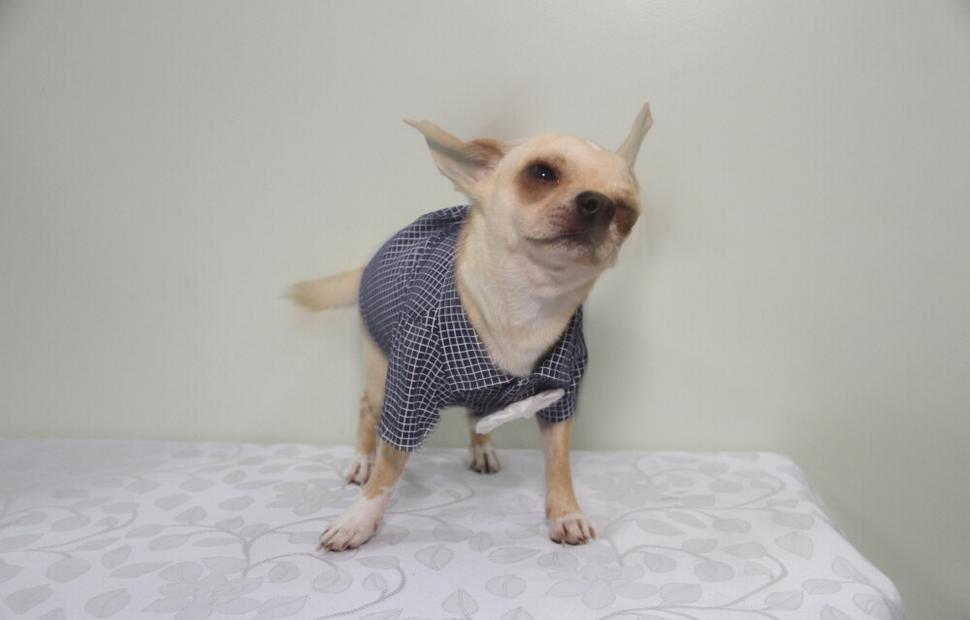 15-anos-clinica-veterinaria-quatro-patas-26-10-2021_0154