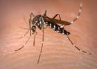 Confira principais sintomas de dengue e onde buscar atendimento em caso de suspeita