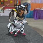 bailinho-pet-maceio-shopping-22-02-2023 (52)