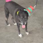 bailinho-pet-maceio-shopping-22-02-2023 (90)
