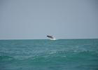 Vinte baleias-jubarte aparecem no mar de Piaçabuçu e encantam pesquisadores