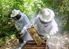 Programa Pescadores do Mel apoia apicultores de Maceió e Coqueiro Seco