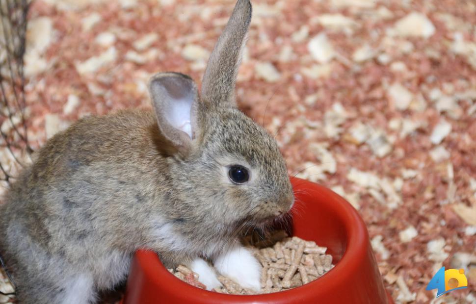 Páscoa-Maceió-Shopping-2017 (122)