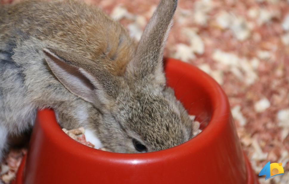 Páscoa-Maceió-Shopping-2017 (201)