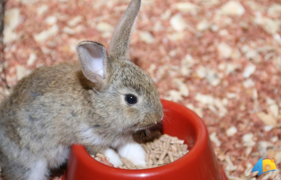 Páscoa-Maceió-Shopping-2017 (202)