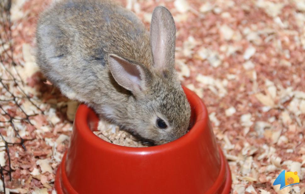 Páscoa-Maceió-Shopping-2017 (79)