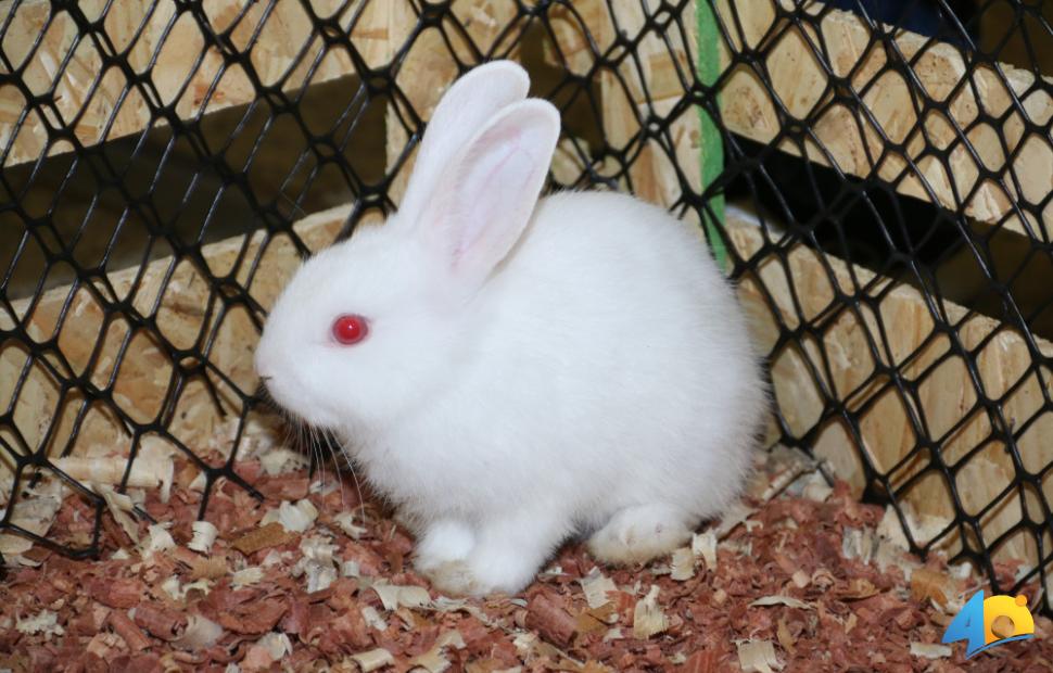 Páscoa-Maceió-Shopping-2017 (80)