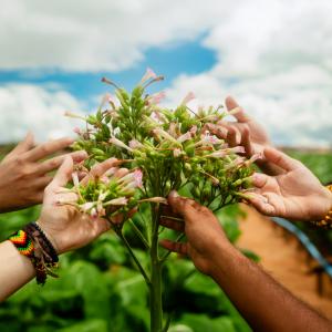 A psicodelia do agreste alagoano do novo álbum da Quiçaça, Dichavadores de Fumo de Arapiraca, vai te balançar
