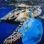 workshop-internacional-de poluição- plastica-nos-oceanos-18-09-2025 (297)