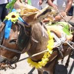 Desfile-do-Pinto-da-Madrugada-2006 (488)