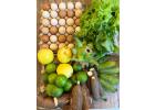 São José Agroecológicos lança delivery de produtos naturais para Maceió