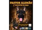 Shopping recebe 2º Encontro da Raça Pastor Alemão
