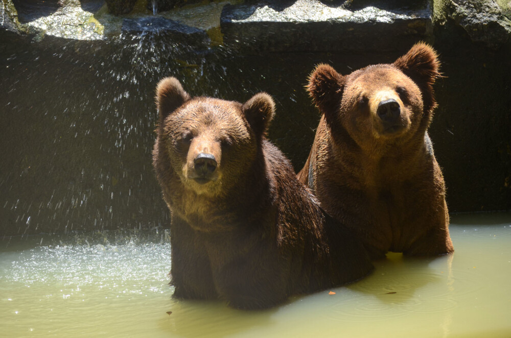 Animais do Parque de Dois Irmãos estão sentindo falta do público nesse período de quarentena