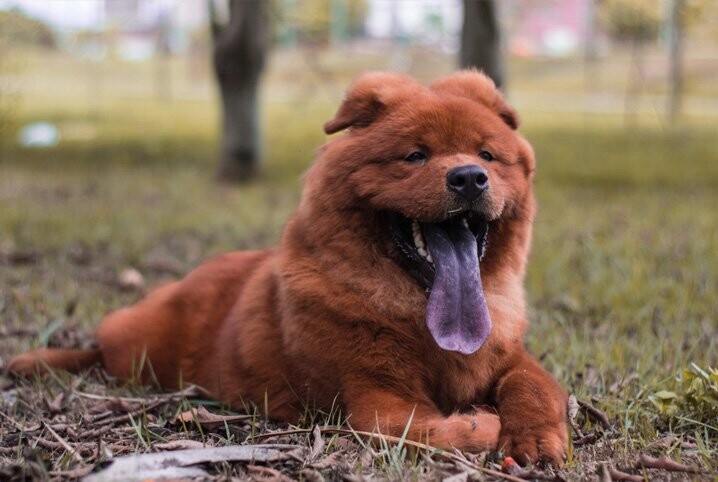 Criança de 1 ano morre após ser atacada por cão Chow-chow