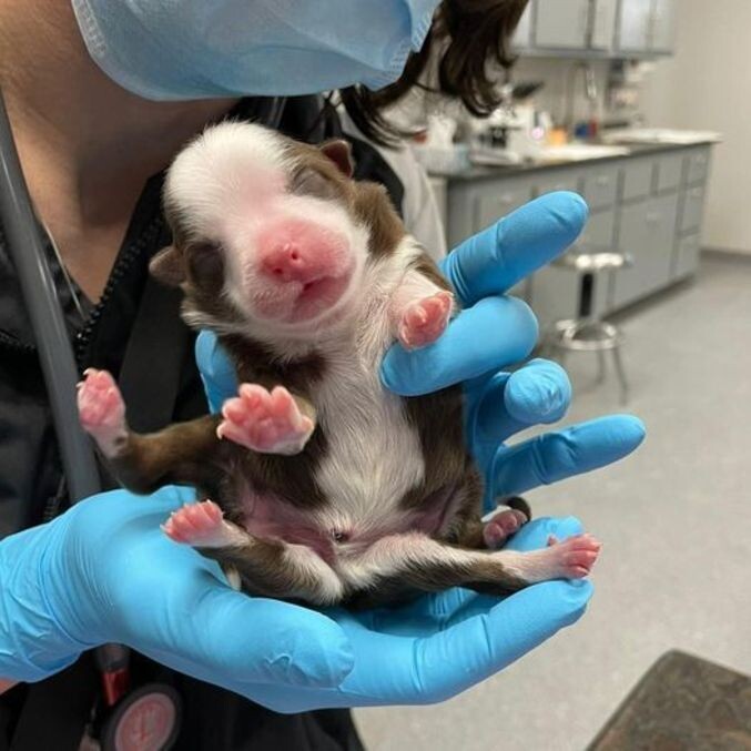 Cachorrinha sobrevive ao nascer com 6 patas e 2 caudas nos EUA