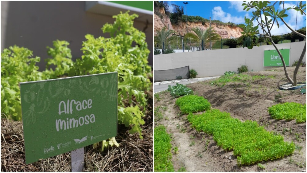 Horta comunitária do Parque Shopping ganha prêmio nacional da rede Aliansce Sonae