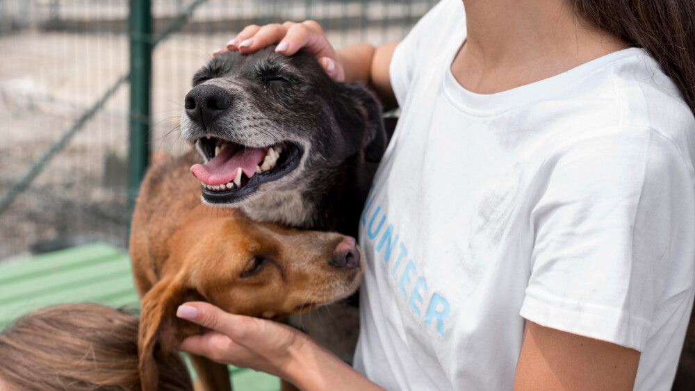 UNINASSAU Maceió realiza feira de adoção de cães e gatos